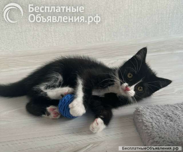 Маленький чёрно-белый котёнок в добрые руки
