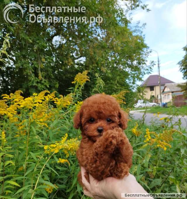 Тедди, щенок