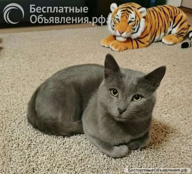 Метис русской голубой в добрые руки