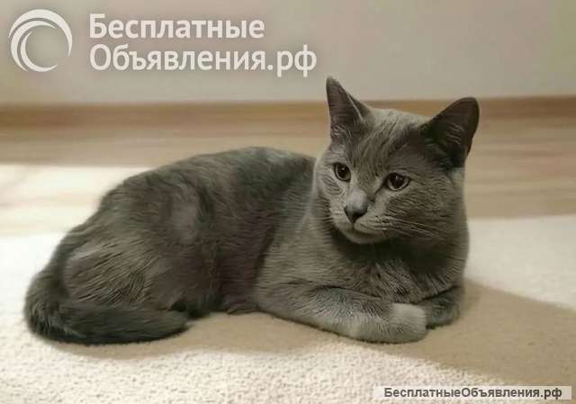 Метис русской голубой в добрые руки