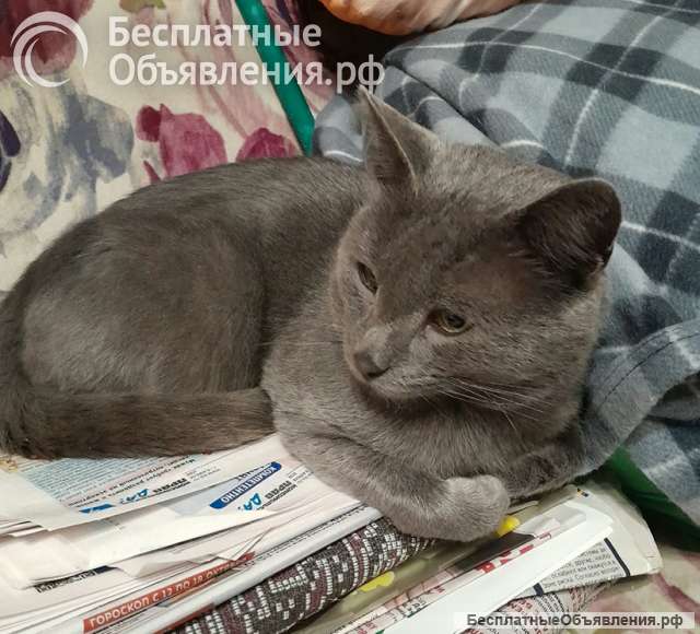 Метис русской голубой в добрые руки