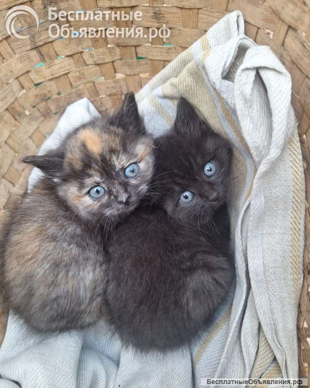 Отдам в добрые руки