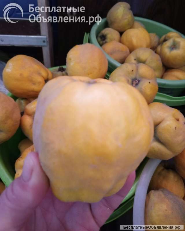 Айва