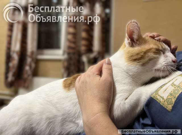 Котик в добрую семью