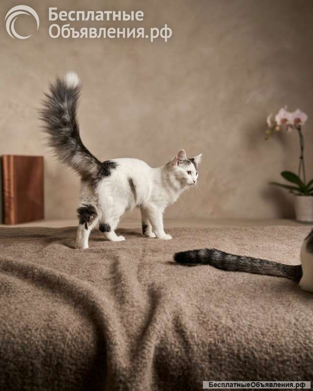 Котенок - девочка ищет дом