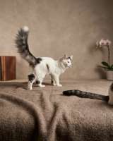 Котенок - девочка ищет дом