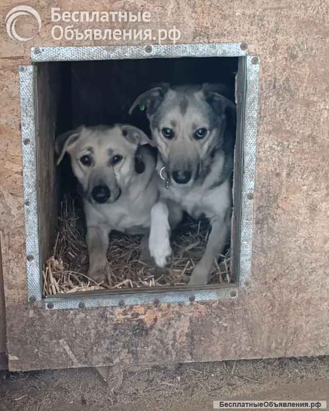 Собачки ищут дом