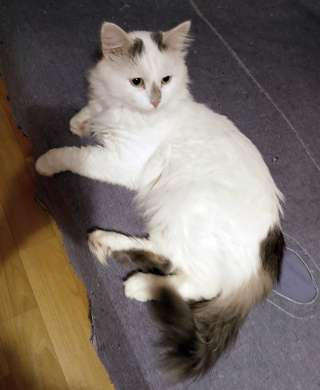 Домашний уютный котик Кузя в добрые руки