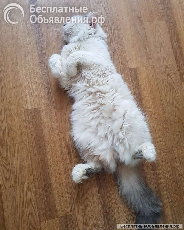 Домашний уютный котик Кузя в добрые руки