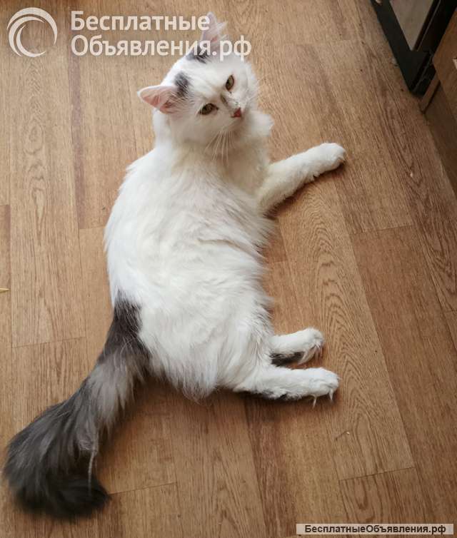 Домашний уютный котик Кузя в добрые руки