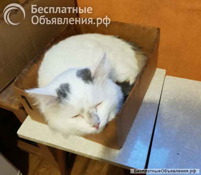 Домашний уютный котик Кузя в добрые руки