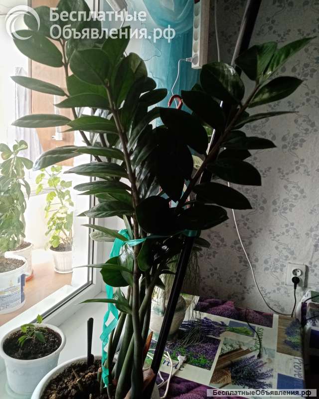 Замиокулькас