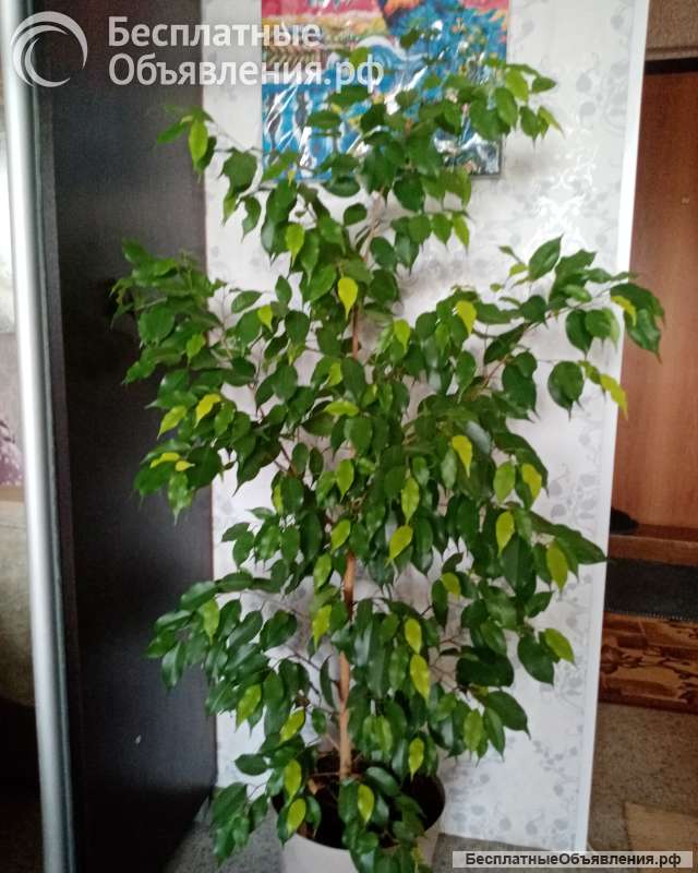 Фикус бенжамена