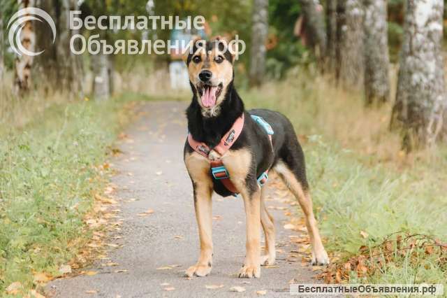 Ищет свой дом и семью Молли