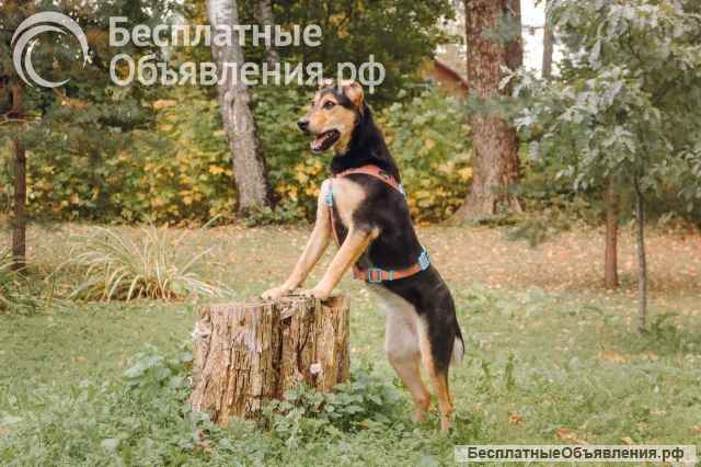Ищет свой дом и семью Молли