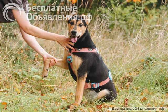 Ищет свой дом и семью Молли