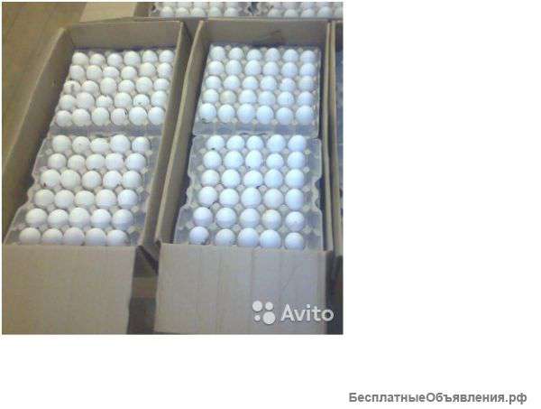 Яйцо оптом