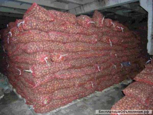 Картофель оптом