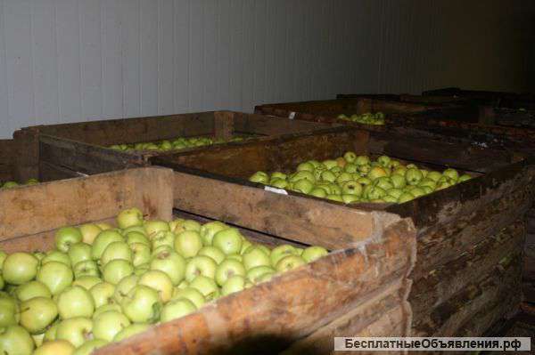 Яблоки оптом