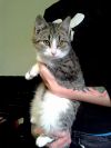 Неприхотливая коша ищет семью