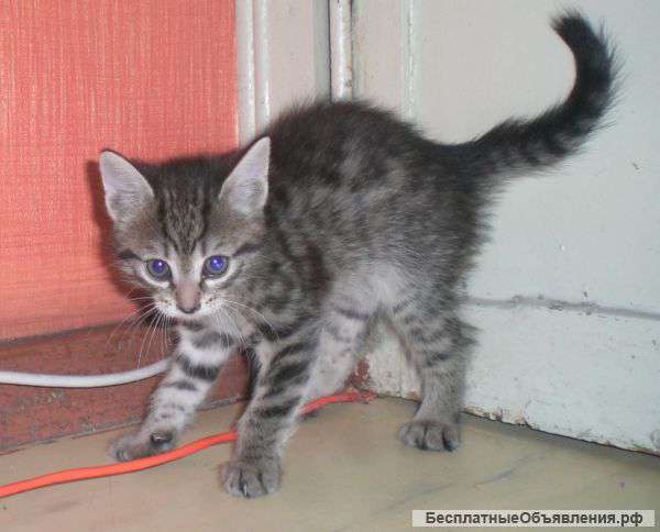 Отдам в добрые руки кошечку