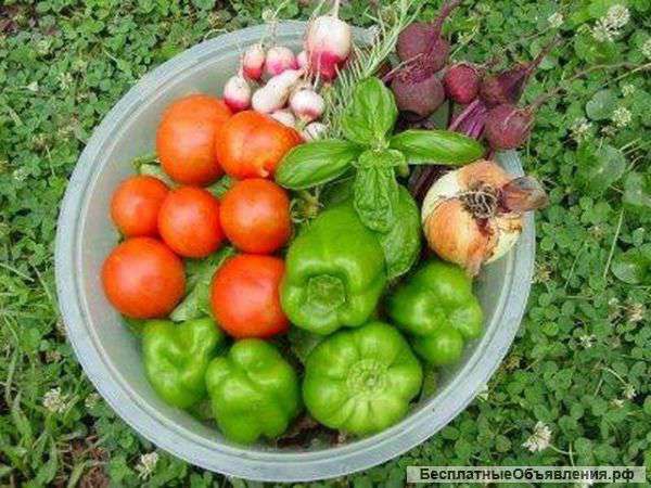 Морковь, капуста, картофель оптом