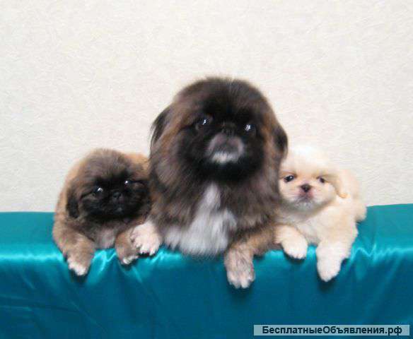 Щенки