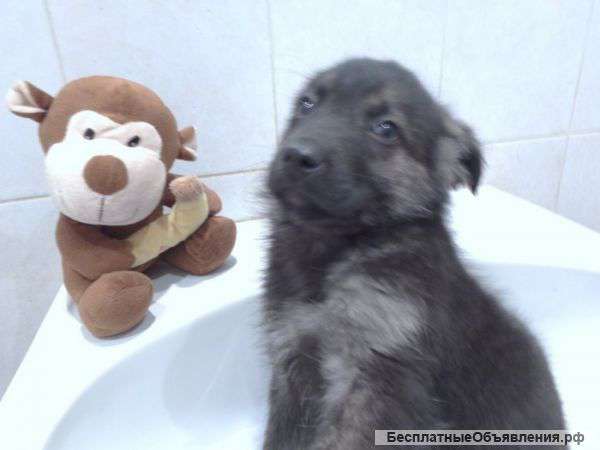 Щенки в добрые руки. Возраст - 2 месяца