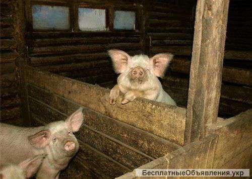 Очень нужен сарай сниму звоните обсудим