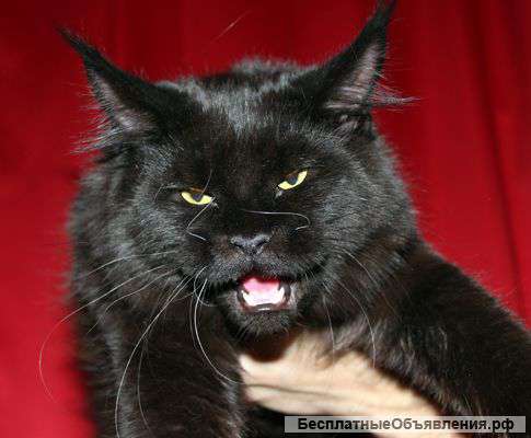 Черный Котик Гигант породы Мейн Кун