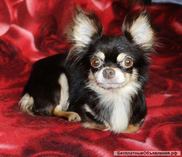 Молодая девочка чихуахуа 2 года