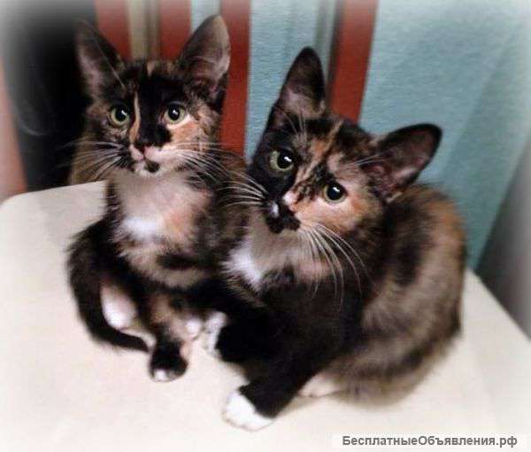 Отдам даром двух котят (Черепаховый табби)