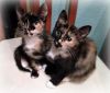 Отдам даром двух котят (Черепаховый табби)