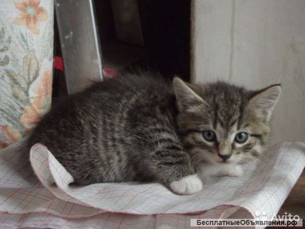 Маленький тигра Василёк