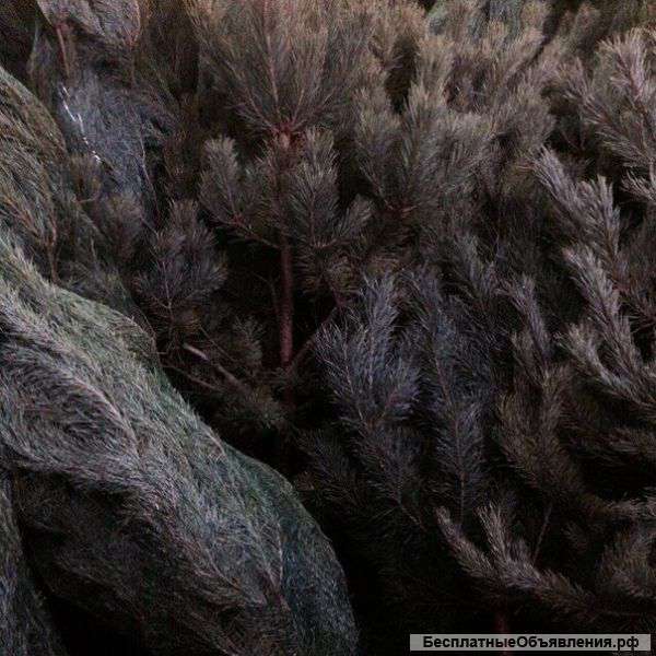 Живая ель и сосна, свежий сруб