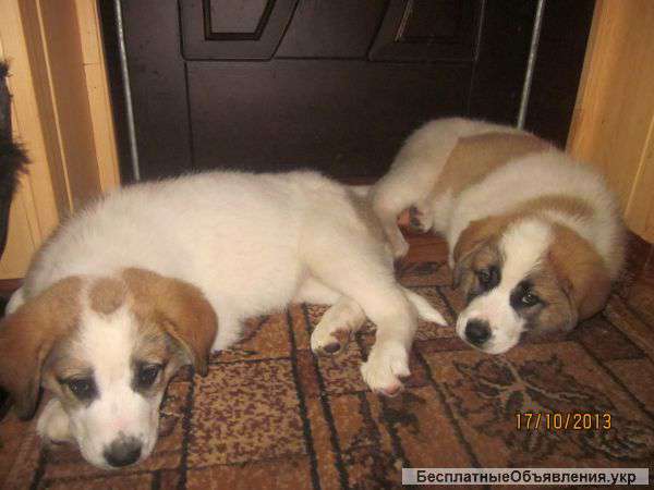 Отдам щенка московской сторожевой