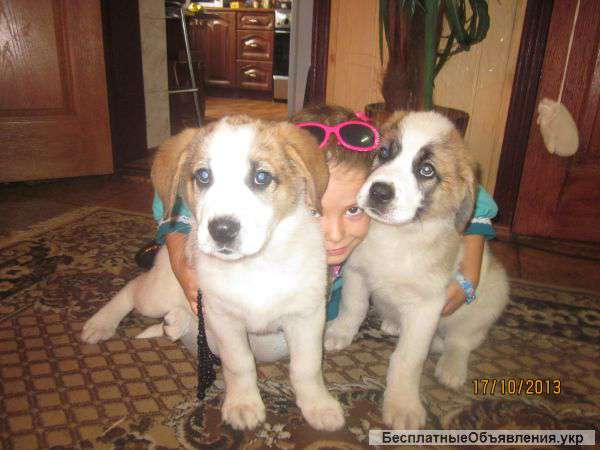 Щенка московской сторожевой