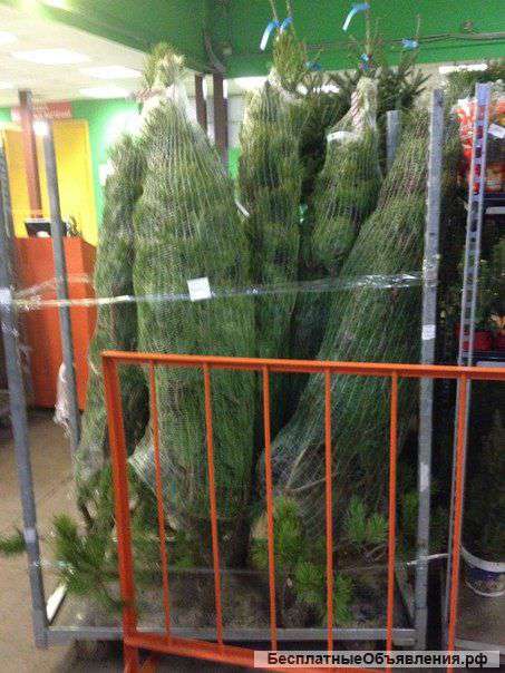 Живых новогодних сосен