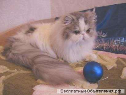 Кошка в подарок на новый год