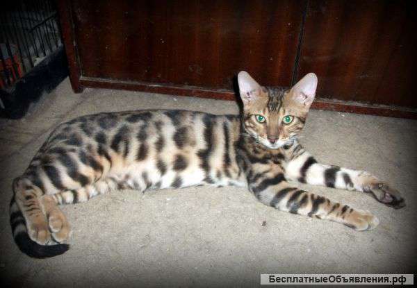 Котов и кошек классических окрасов