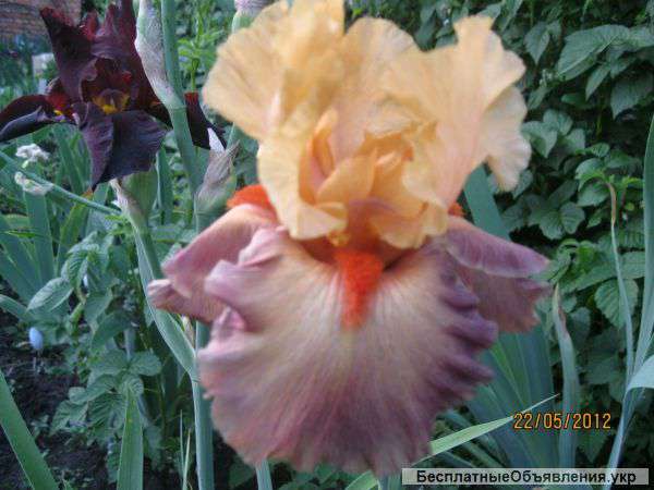 Пропоную широкий вибір квітів для саду