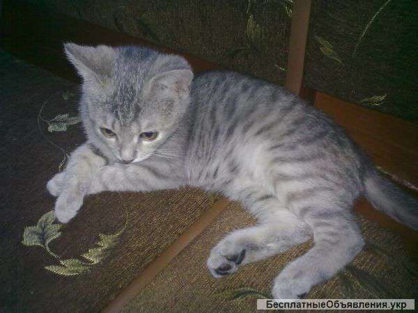 Віддам безкоштовно