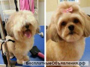 Стрижка собак и кошек