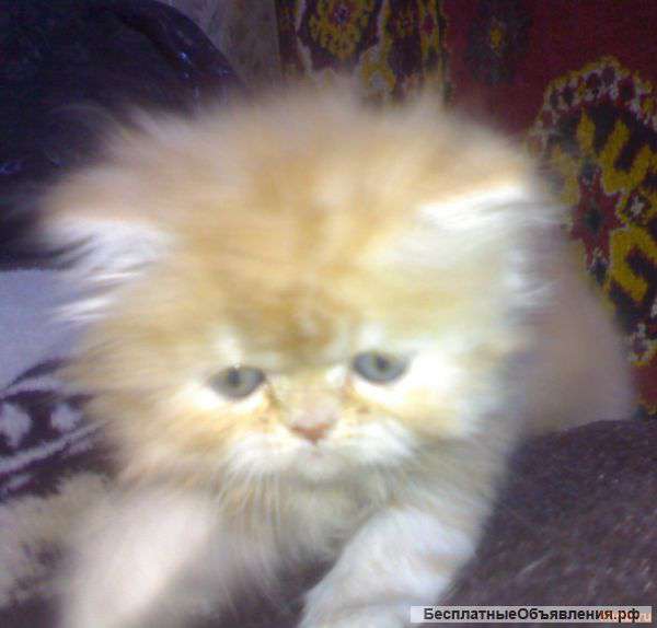 Персидские котята белого окраса