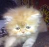 Персидские котята белого окраса