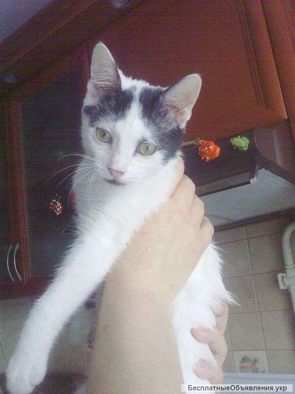 Віддам безкоштовно кицьку