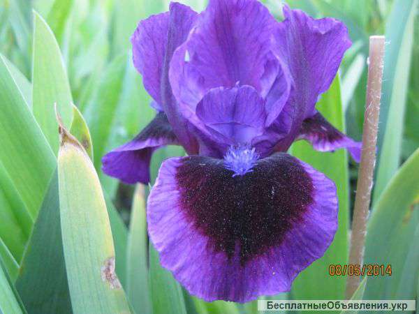 Ирисы карлики