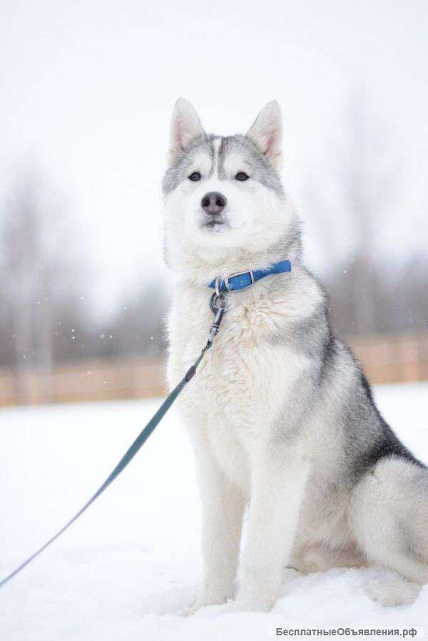 Хаски,харизматичный красавец