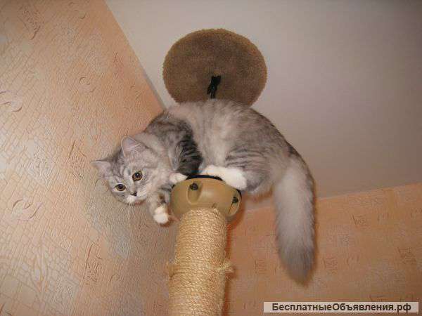 Лучшие котята
