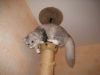 Лучшие котята